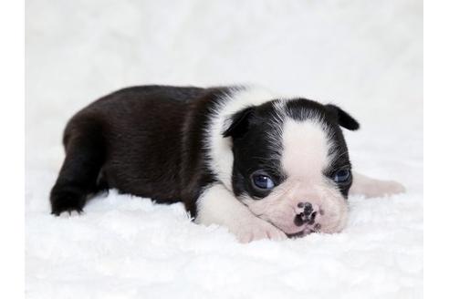 成約済の栃木県のボストンテリア-18222の2枚目