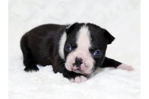 成約済の栃木県のボストンテリア-18223の2枚目