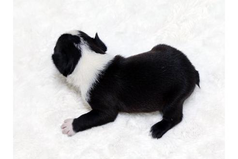 成約済の栃木県のボストンテリア-18223の3枚目