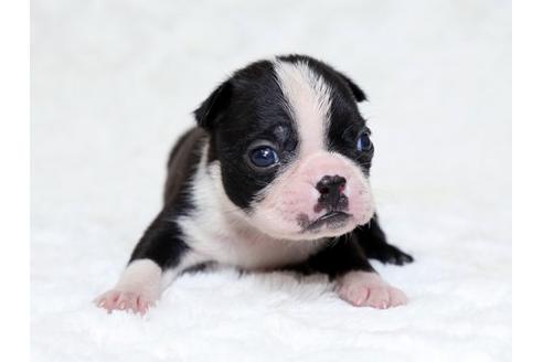 成約済の栃木県のボストンテリア-18224の1枚目