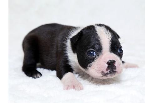 成約済の栃木県のボストンテリア-18224の2枚目