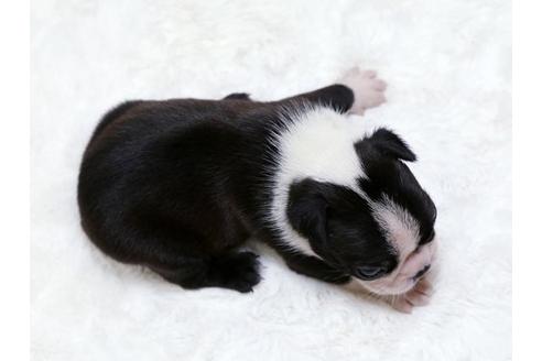 成約済の栃木県のボストンテリア-18224の3枚目