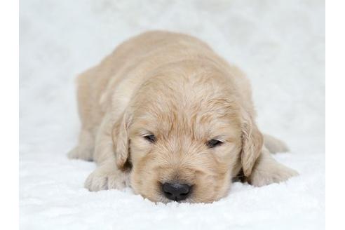 成約済の栃木県のゴールデンレトリーバー-18225の3枚目