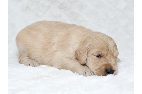 成約済の栃木県のゴールデンレトリーバー-18225の1枚目