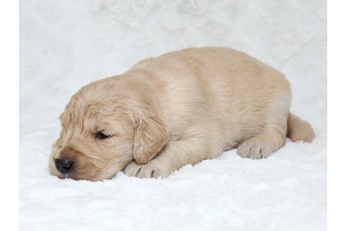 成約済の栃木県のゴールデンレトリーバー-18225の2枚目