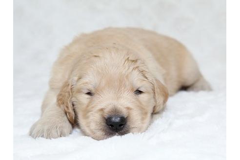 成約済の栃木県のゴールデンレトリーバー-18226の1枚目