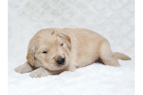 成約済の栃木県のゴールデンレトリーバー-18226の2枚目