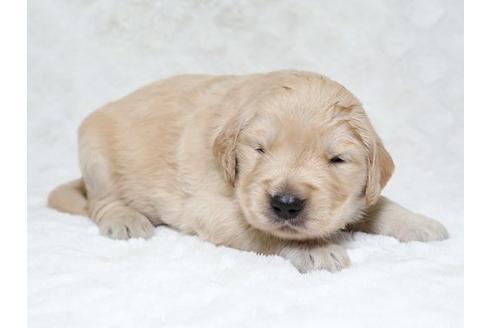 成約済の栃木県のゴールデンレトリーバー-18226の3枚目