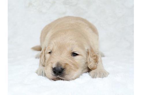成約済の栃木県のゴールデンレトリーバー-18227の1枚目