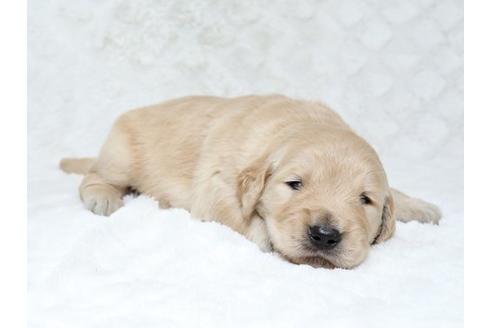 成約済の栃木県のゴールデンレトリーバー-18227の2枚目