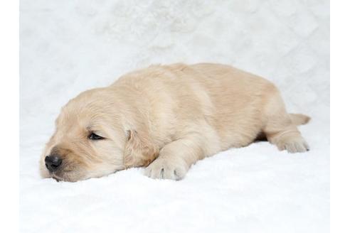 成約済の栃木県のゴールデンレトリーバー-18227の3枚目