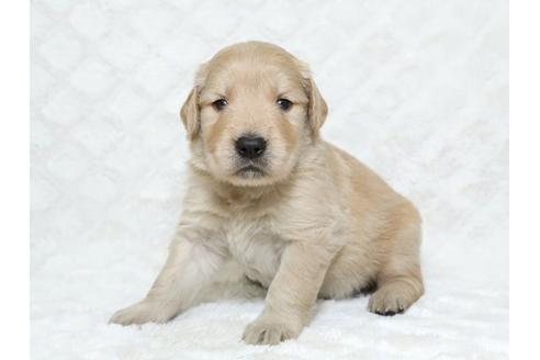 成約済の栃木県のゴールデンレトリーバー-18228の1枚目