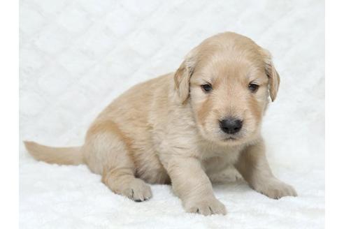 成約済の栃木県のゴールデンレトリーバー-18228の3枚目