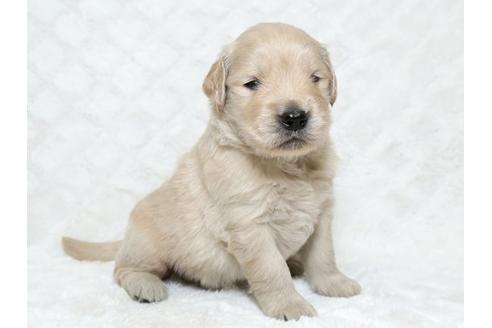 成約済の栃木県のゴールデンレトリーバー-18229の1枚目