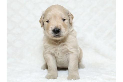 成約済の栃木県のゴールデンレトリーバー-18229の2枚目