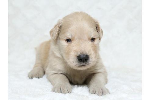 成約済の栃木県のゴールデンレトリーバー-18230の2枚目