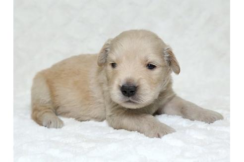 成約済の栃木県のゴールデンレトリーバー-17887の2枚目