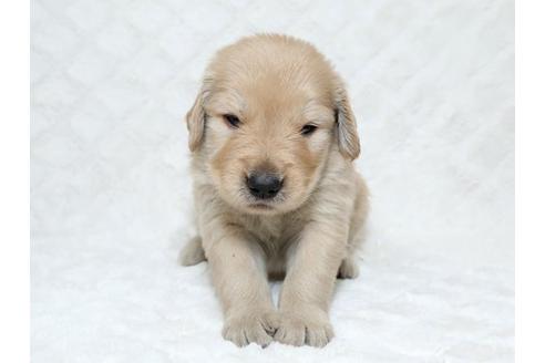 成約済の栃木県のゴールデンレトリーバー-17888の1枚目