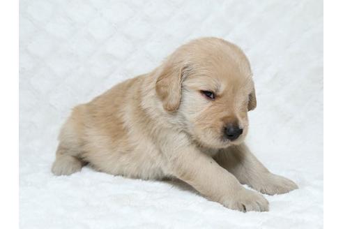 成約済の栃木県のゴールデンレトリーバー-17888の2枚目