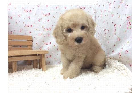 成約済の滋賀県のトイプードル-18231の2枚目