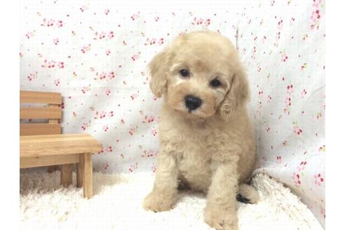 成約済の滋賀県のトイプードル-18231の1枚目