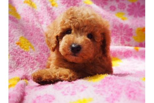 成約済の茨城県のトイプードル-18239の2枚目