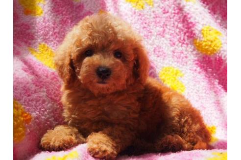 成約済の茨城県のトイプードル-18239の3枚目