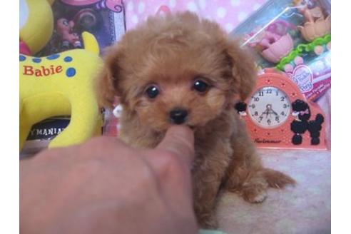 成約済の静岡県のミックス犬-18254の3枚目