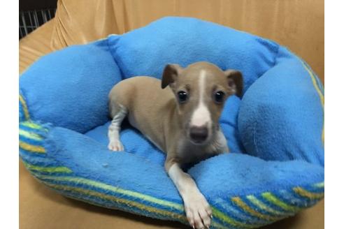 成約済の栃木県のイタリアングレーハウンド(イタグレ)-17012の1枚目