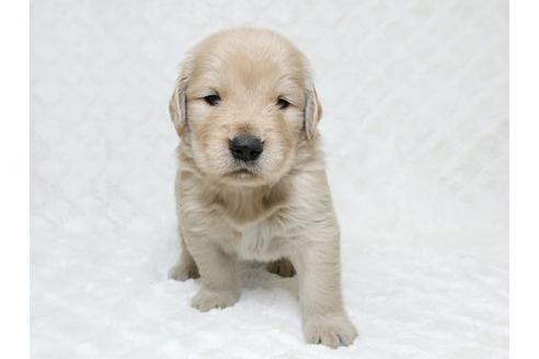 成約済の栃木県のゴールデンレトリーバー-17890の1枚目