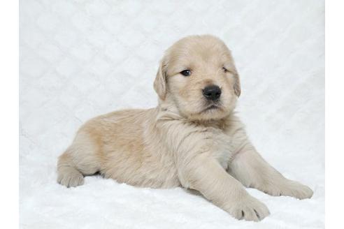 成約済の栃木県のゴールデンレトリーバー-17890の2枚目