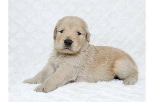 成約済の栃木県のゴールデンレトリーバー-17890の3枚目