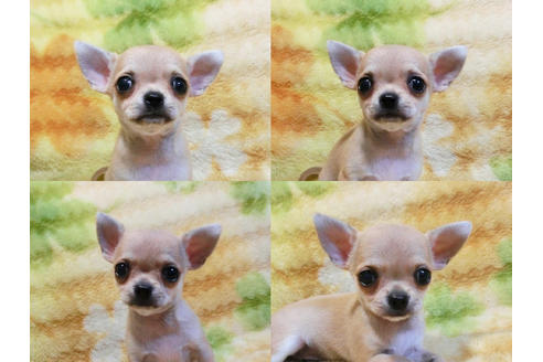 成約済の千葉県のチワワ-18272の3枚目