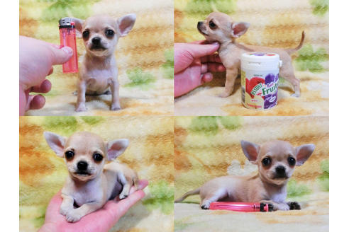 成約済の千葉県のチワワ-18272の2枚目