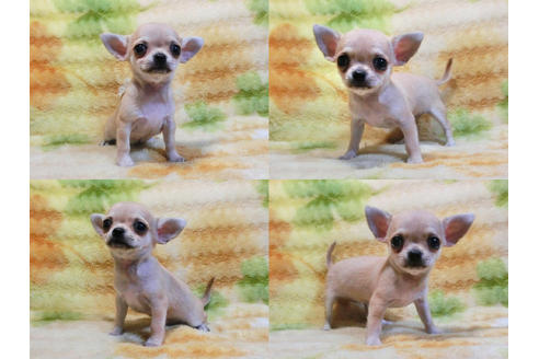 成約済の千葉県のチワワ-18272の1枚目