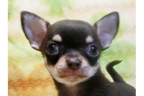 成約済の千葉県のチワワ-18273の5枚目