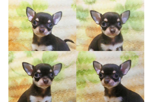 成約済の千葉県のチワワ-18273の3枚目