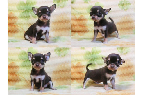 成約済の千葉県のチワワ-18273の1枚目