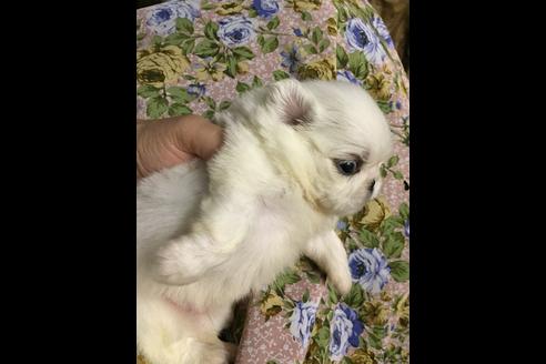 成約済の福岡県のペキニーズ-18334の2枚目