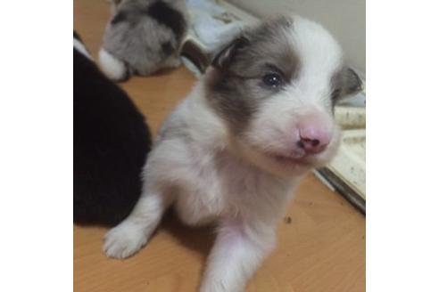 成約済の東京都のボーダーコリー-18350の1枚目