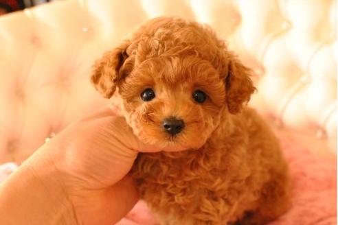 成約済の茨城県のトイプードル-17935の1枚目