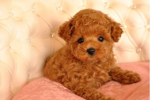 成約済の茨城県のトイプードル-17935の3枚目