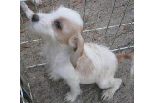 成約済の岐阜県のミックス犬-18378の3枚目