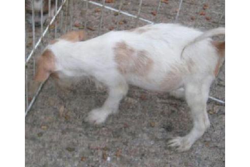 成約済の岐阜県のミックス犬-18378の1枚目