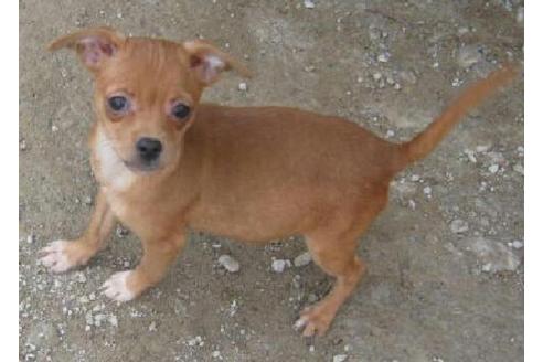 成約済の岐阜県のミックス犬-18380の3枚目