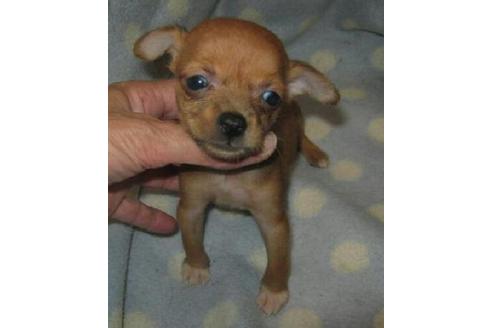 成約済の岐阜県のミックス犬-18380の1枚目