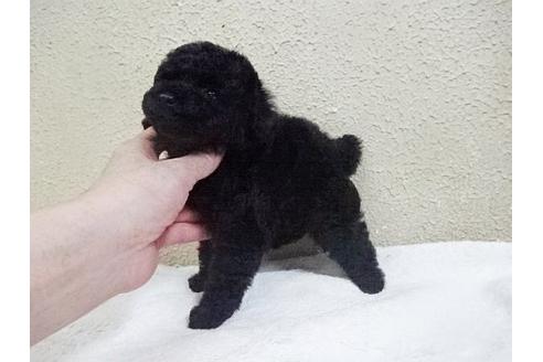 成約済の大阪府のトイプードル-18392の1枚目
