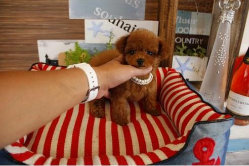 成約済の埼玉県のトイプードル-18398の1枚目