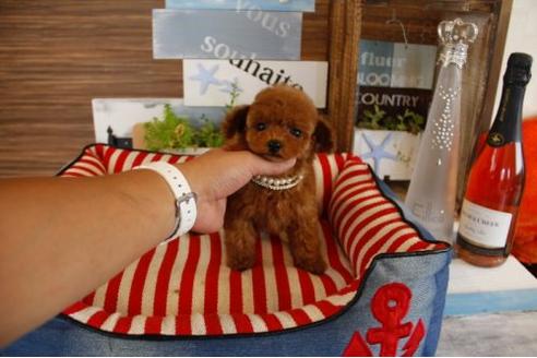 成約済の埼玉県のトイプードル-18398の2枚目