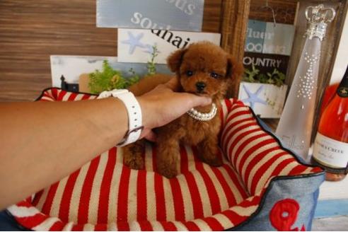 成約済の埼玉県のトイプードル-18398の3枚目